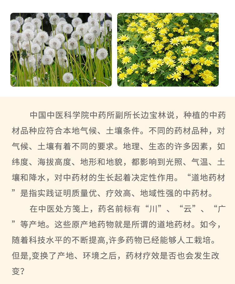 中国中医科学院中药所副所长边宝林说，种植的中药材品种应符合本地气候、土壤条件。不同的药材品种，对气候、土壤有着不同的要求。地理、生态的许多因素，如纬度、海拔高度、地形和地貌，都影响到光照、气温、土壤和降水，对中药材的生长起着决定性作用。“道 地药材是指实践证明质量优、疗效高、地域性强的中药材。在中医处方笺上，药名前标有“川I”、“云”、“广”等产地。这些原产地药物就是所谓的道地药材。如今，随着科技水平的不断提高,许多药物已经能够人工栽培。但是,变换了产地、环境之后，药材疗效是否也会发生改变?